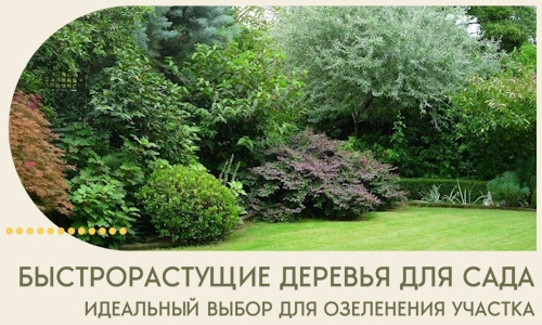 Быстрорастущие деревья для сада идеальный выбор в Новомосковске
