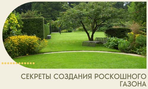 Секреты создания роскошного газона в Новомосковске